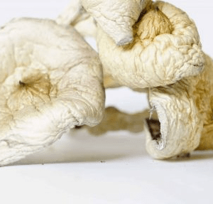 Great White Monster Magic Mushrooms